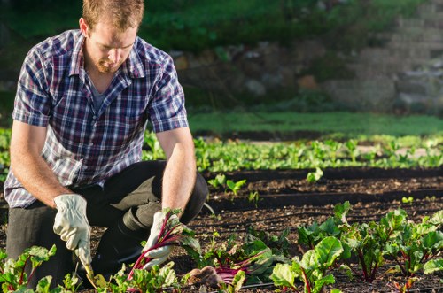 A gardener with light brown hair and a beard, wearing a short-sleeved checkered shirt and gardening gloves, is kneeling in a well-maintained garden bed in a residential outdoor space. The garden features rich, dark soil with neatly arranged rows of leafy green vegetables, possibly beetroot or chard, with visible red stems and broad green leaves. In the background, there are additional garden beds with similar planting, bordered by a low stone wall and lush greenery, including trees and shrubs, under natural daylight with slight shadows indicating a clear, sunny day. The scene overall depicts active outdoor gardening, suggesting professional or hobbyist gardening services, with a focus on vegetable cultivation in a suburban setting, consistent with local gardening or landscaping maintenance in Euston or the surrounding area. The environment is vibrant, healthy, and well cared for, aligning with the expertise offered by Hedge Trimming Euston in gardening and outdoor maintenance services.