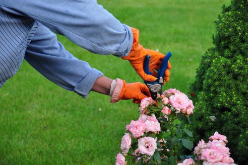 The image shows a person in a garden with well-maintained lawn and flowering pink roses, actively trimming a shrub using a pair of secateurs. They are wearing orange gloves and a light blue long-sleeved shirt, focused on precise pruning. In the background, there is a dense, neatly pruned evergreen bush, with lush green grass covering the majority of the garden area. The environment appears to be in good weather, with natural daylight illuminating the outdoor space, which is part of a landscaped yard or front garden typical of residential properties in Euston. This scene reflects professional garden maintenance practices, supporting quality gardening services such as hedge trimming and shrub pruning, often offered by local providers like Hedge Trimming Euston, to maintain tidy, healthy outdoor spaces.
