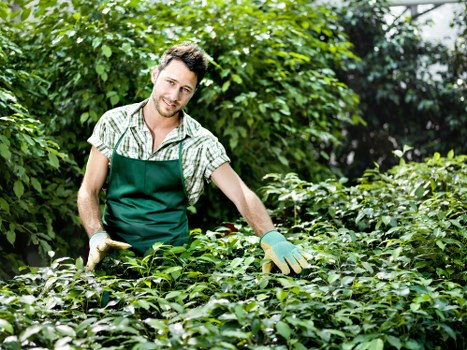 Seasonal hedge trimming techniques in Euston